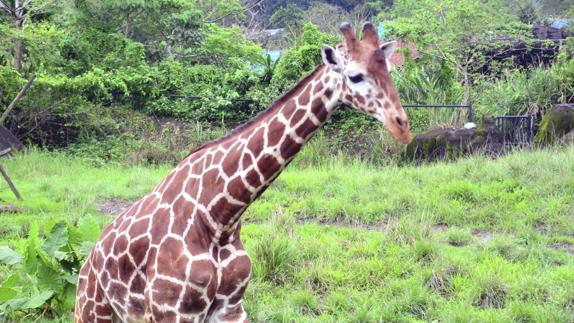 Jirafa en el Zoo de Taipei (Taiwán).