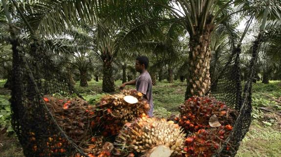 Cultivo de aceite de palma.
