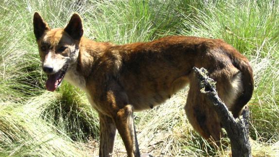 Ejemplar de dingo en Australia.