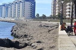 Alfombra vegetal. Arribazones de posidonia en la playa del Pedrucho, en la vertiente mediterránea de la zona norte de La Manga (San Javier), el miércoles. ::                             ANTONIO GIL / AGM