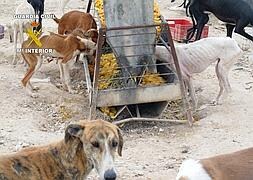 Desmantelan un albergue ilegal de perros hacinados en Bullas