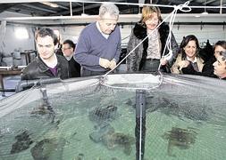 Atún, lubina, dorada y... pulpo