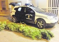 Una de las plantas de marihuana incautadas por los agentes. :: LV