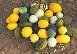 Crean una base de datos para difundir el banco de semillas