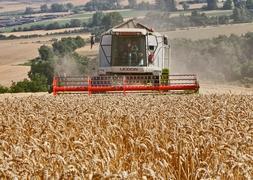 Una plantación de cereal. :: Fernando Díaz