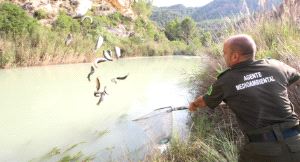 AL AGUA. Un agente deposita las truchas en el Segura con la ayuda de un salabre. / JUAN LEAL