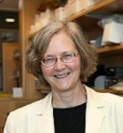 Elizabeth H. Blackburn, Carol Greider  y Jack W. Szostak /EFE