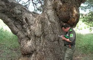 Los forestales celebran el Día Mundial del Árbol | La Verdad