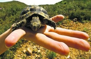 Un ejemplar joven de tortuga mora, recogido en su hábitat natural, una zona de monte bajo mediterráneo. ::                             JOSÉ MANUEL VIDAL