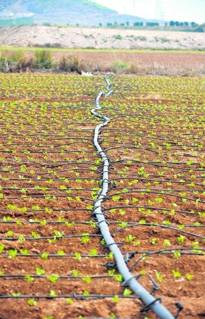 Sistema de riego por goteo en una explotación del Campo de Cartagena. ::                             ANTONIO GIL / AGM