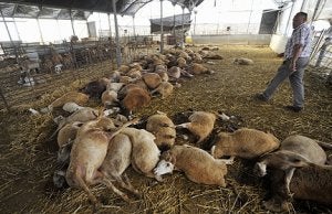 Fulgencio Blaya junto a las ovejas muertas, en uno de los corrales de su granja en La Aparecida ::                                                        A. GIL / AGM