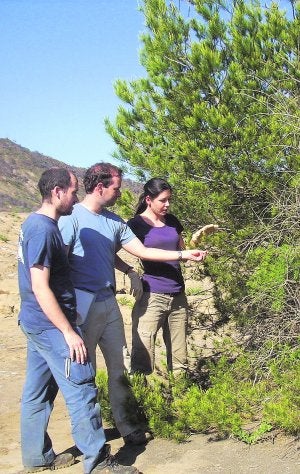 Conesa, Jiménez y Párraga toman muestras en un pino. ::
UPCT