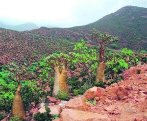 Setenta y nueve especies de insectos descubiertos en la isla de Socotra |  La Verdad