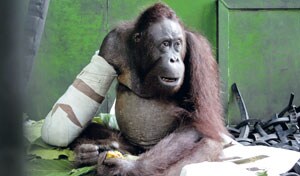 La historia de superación del orangután Pelansi