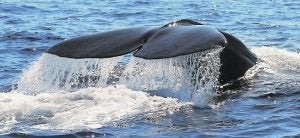 La cola de un cachalote sumergiéndose en las profundidades marinas de la zona de la bahía de Mazarrón.