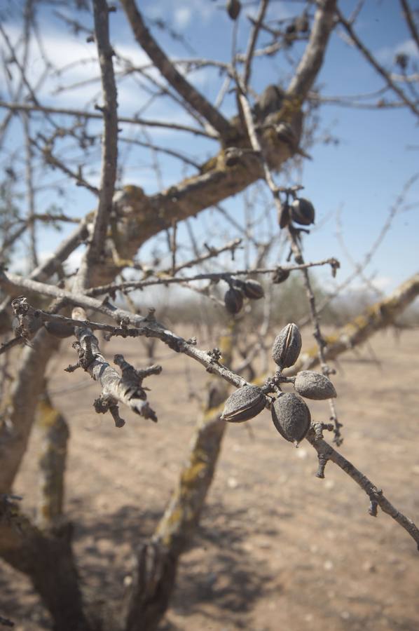 Uno de los almendros afectados por la sequía