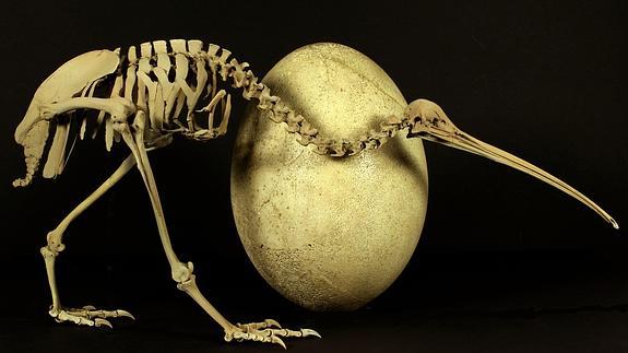 En la imagen, un esqueleto de un kiwi adulto junto a un huevo de un pájaro elefanta.
