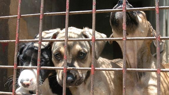 Tres perros en el centro de Zoonosis.