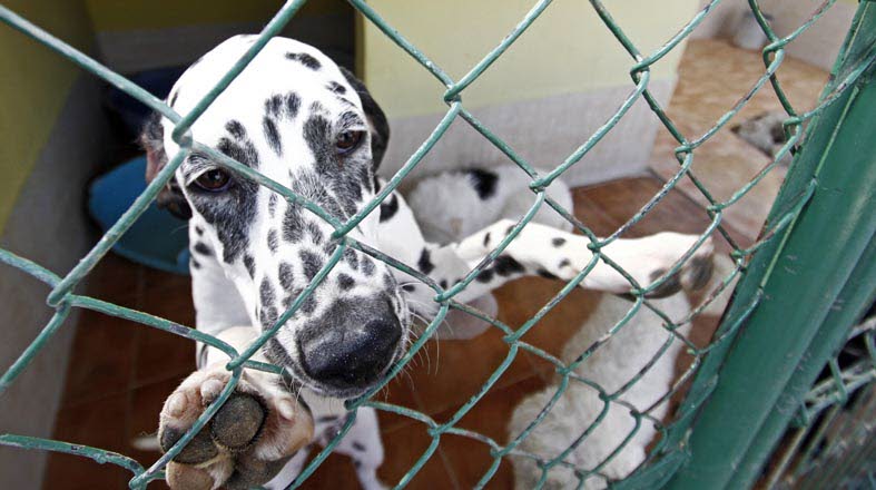 Un dálmata es recogido en una perrera tras ser abandonado. 