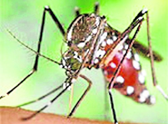 Sanidad alerta a los centros de salud ante la llegada a España de un virus tropical