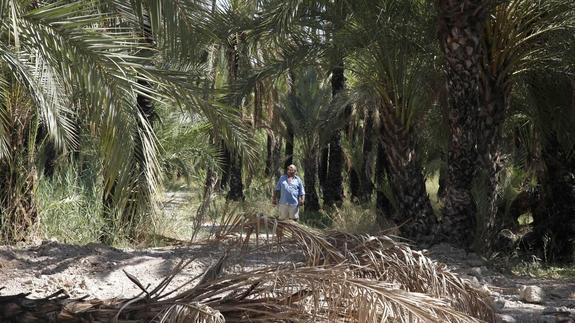 Pepe 'El Archenero', vecino de 70 años del carril del Palmeral de Santiago y Zaraíche camina por el 'Palmeral Grande', donde se ven los efectos del incendio de 2008. 