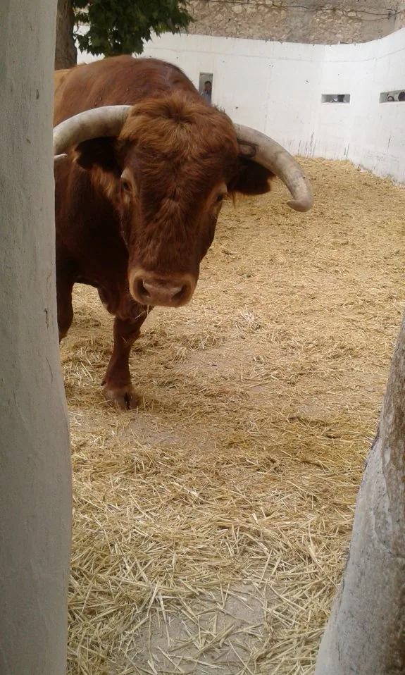 Uno de los toros de Victoriano del Río que se lidiaron ayer. :: j. r. p.