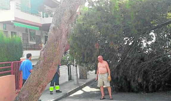 Un vecino, al lado de una enorme rama de pino que se desprendió. lv 