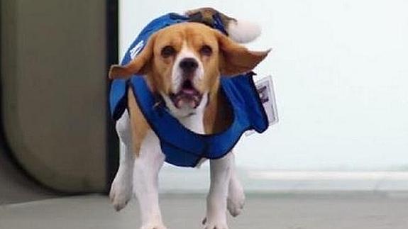 Sherlock, el recuperador de los objetos perdidos