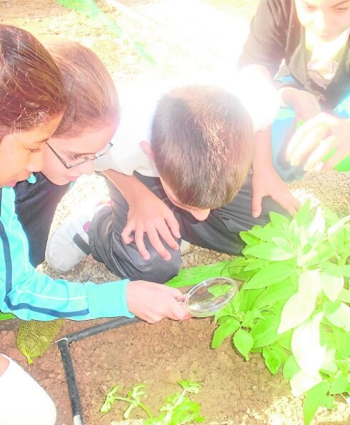 Los escolares en el huerto del colegio público Cervantes. 