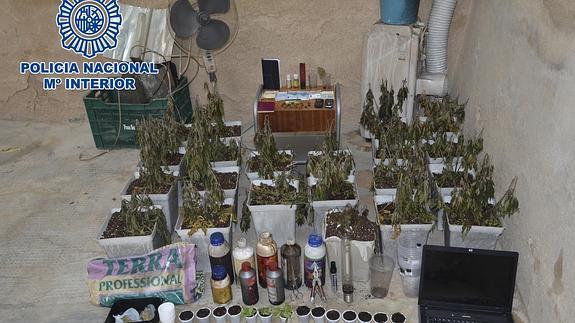 Plantas de marihuana incautadas tras el incendio de la vivienda del detenido. 