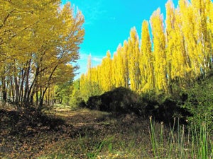 Las suaves hogueras de oro claro alumbran el Campo de San Juan