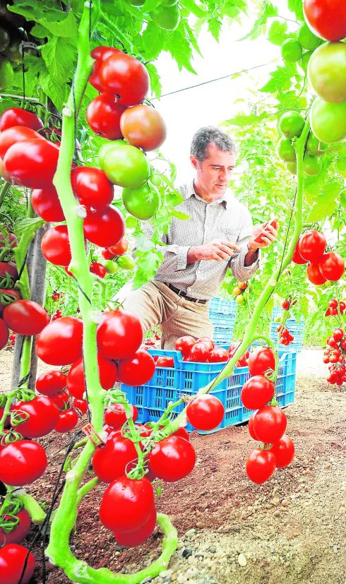 Variedades de tomate desarrolladas por Bayer Cropscience en su centro de investigacion de la diputación cartagenera de La Palma. 