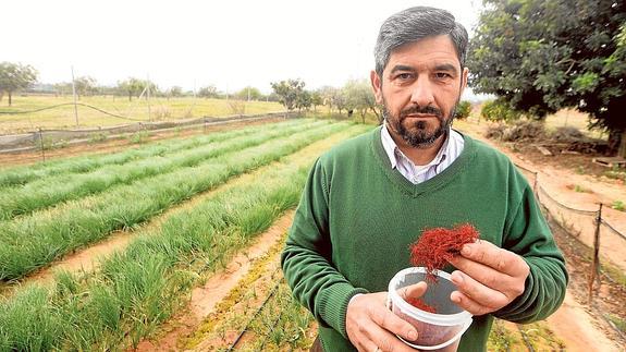 Pablo García, con un bote de azafrán en la mano, en uno de los campos de producción que tiene en Santa Ana. 