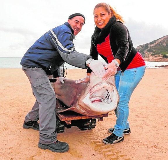 El ejemplar de Cañabota Gris hallado ayer en la playa de L'Albir. 