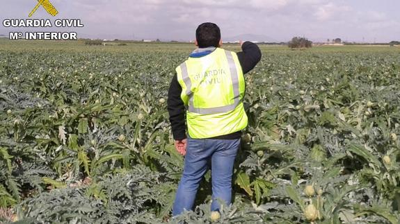 Un agente de la Guardia Civil supervisa una plantación de alcachofa.