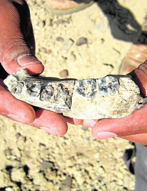 La mandíbula hallada. 