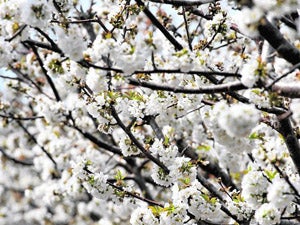 Un respiro bajo la bóveda nívea del cerezal del Altiplano