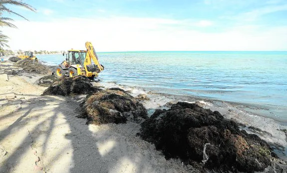 Dos máquinas excavadoras, amontonando ayer las algas de la playa de Los Urrutias, muy cerca del club náutico. 
