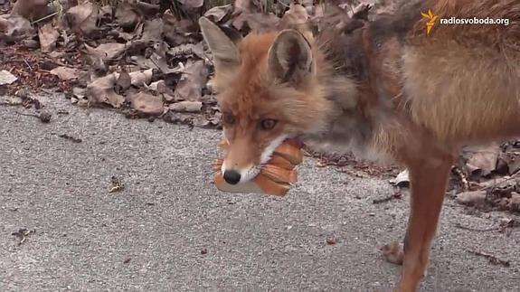 El zorro de Chernóbil apilando su comida como un sandwich