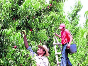 Recolección  de melocotón  y albaricoque