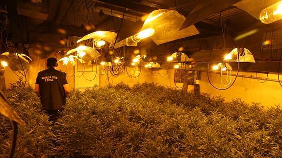 Un agente insepcciona uno de los invernaderos desmantelados. 