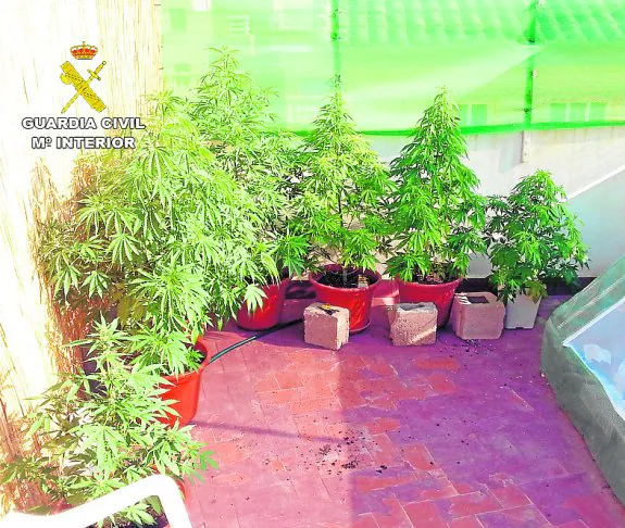 Una veintena de plantas de marihuana que los agentes del Instituto Armado hallaron en la terraza de una de las viviendas. 