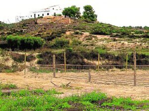 Nueva plantación experimental de turma o trufa del desierto ('Terfezia claveryi'), en la Finca Torrecillas.