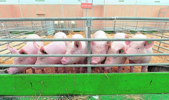 Los primeros ejemplares de porcino llegaron ayer al Huerto de la Rueda y ocuparon las corraletas de ganado selecto.