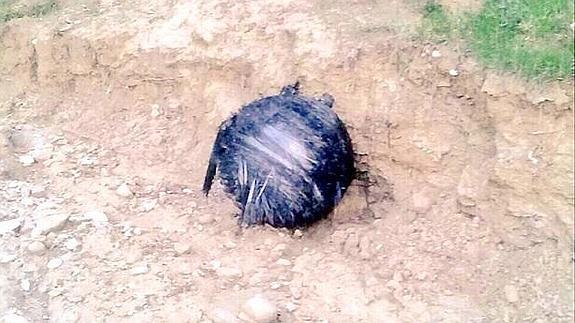 Esfera hallada este domingo en Calasparra. 