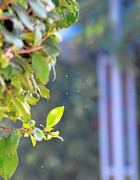 Detalle de mosquitos alrededor de un árbol del barrio. 