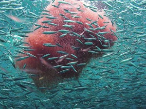 Océanos de vida, Murcia abre una ventana al mar