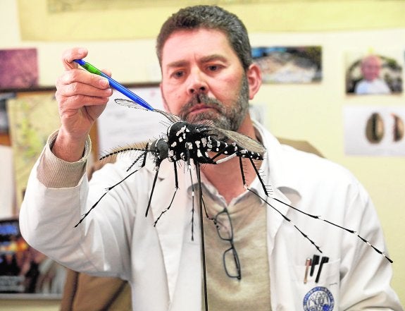 Juan Antonio Delgado, en su despacho de la Facultad de Biología, con una reproducción del mosquito tigre. 