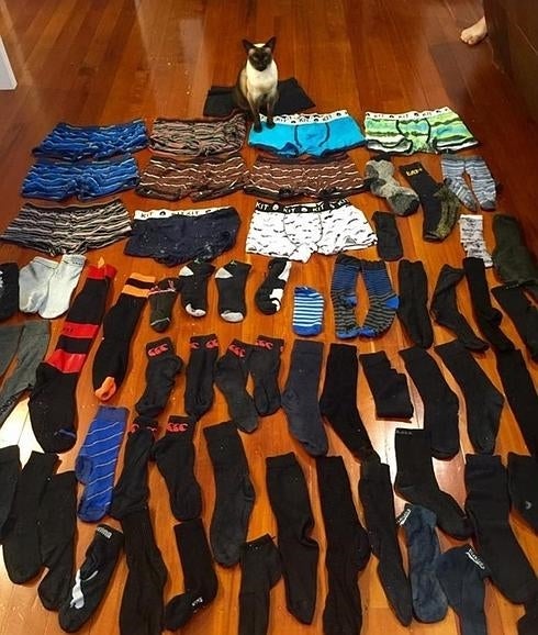 Acusan a una gata de robar la ropa interior de sus vecinos en Nueva Zelanda