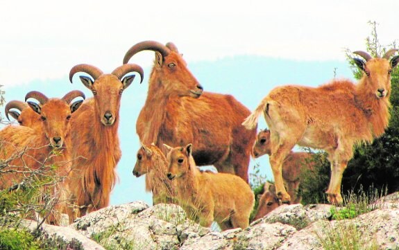 Una manada de arruís, en la reserva de caza de Sierra Espuña. 